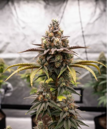 Каннабис Snake Venom