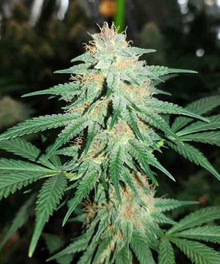 Sour Apple от California