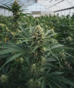 Agent Scully Fast — изображение 3