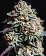 Black Domina — изображение 3