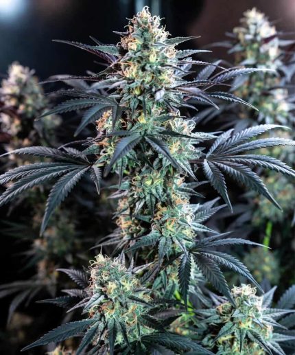 Сорт Black Domina