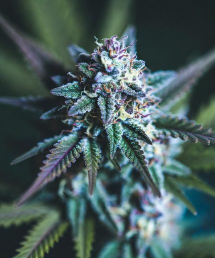 Blue Dream от Barney's Farm