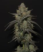 Chocolate Diesel Fast