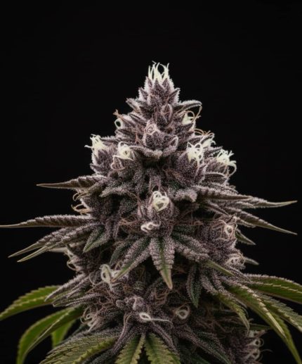 Сорт Dark Ale Fast