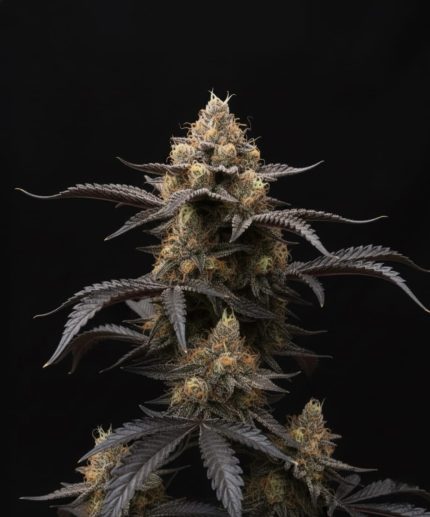 Сорт марихуаны Marmalate