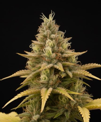 Сорт Melon Express