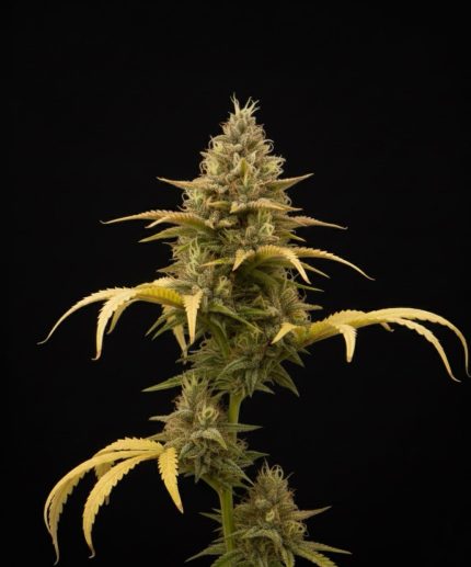 Melon Express от California