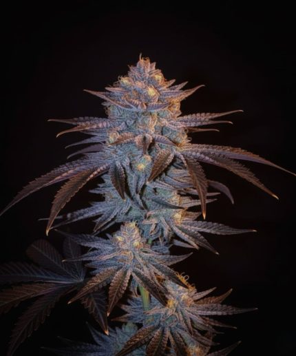 Orange Velvet Underground Auto