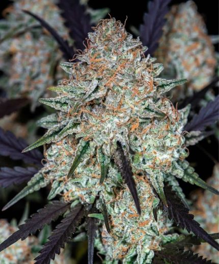 Марихуана Pineapple Chunk