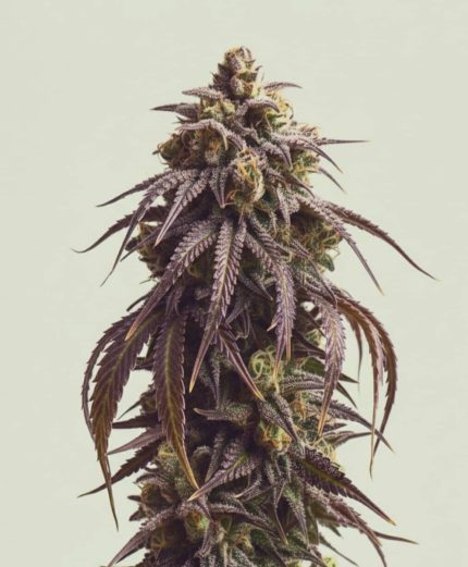 Sundae Driver Fast от California