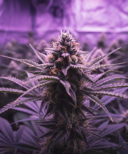 Сорт марихуаны X-Files Fast
