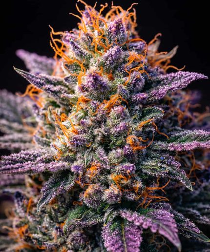 Сорт конопли Guava Zkittlez Auto