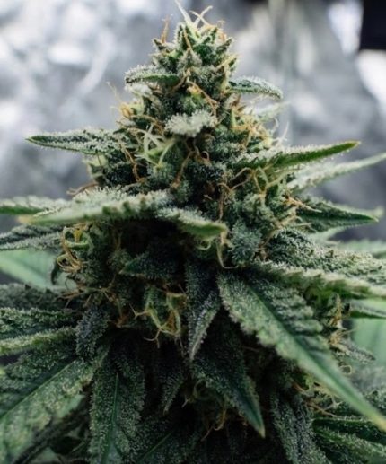 Сорт марихуаны G-13