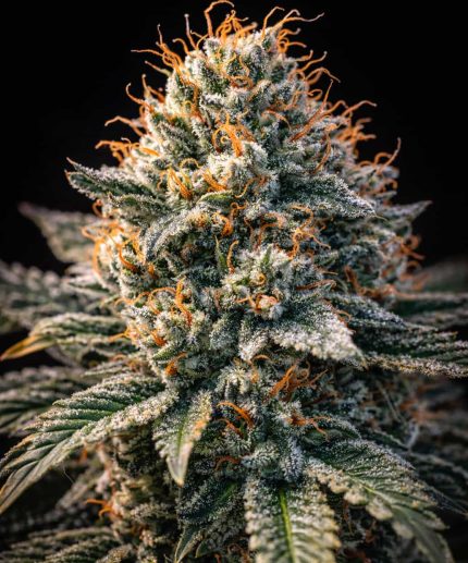 Марихуана Headband Fast