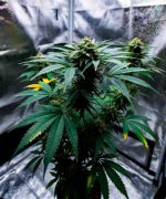 Milky Way OG Auto — изображение 2