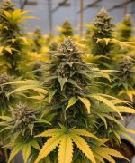 Sweet Tooth Express Auto