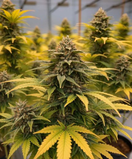 Sweet Tooth Express Auto