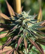 Сорт марихуаны African Orange Auto