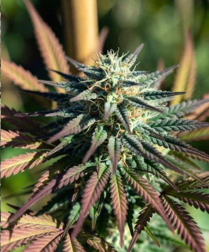 Сорт марихуаны African Orange Auto