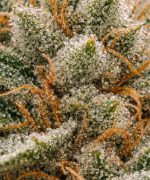 Каннабис Africa Orange Auto