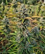 Albino Skunk Auto — изображение 3