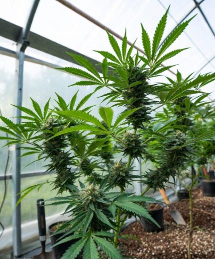 Сорт марихуаны Albino Skunk Auto