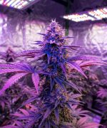 Марихуана Chocolate Skunk Auto