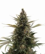 Constantia Haze Auto