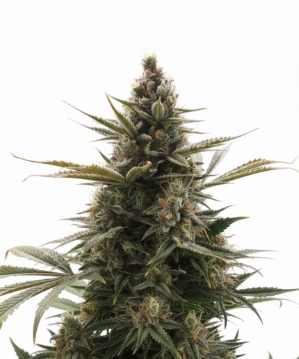 Constantia Haze Auto