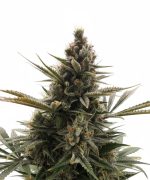 Марихуана Constantia Haze Auto