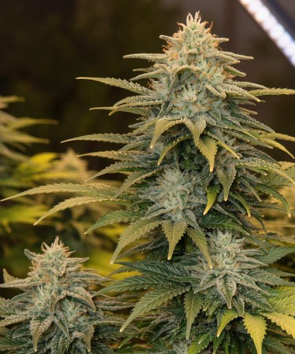 Сорт марихуаны Durban Fig Widow