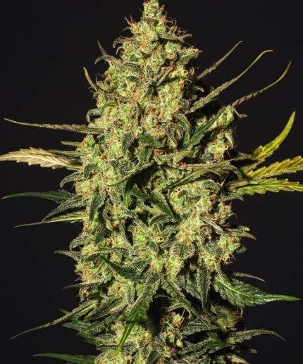 Сорт марихуаны Nutmeg Kush Auto