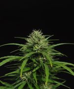 Сорт марихуаны Panama Haze Fast