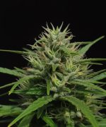 Panama Haze Fast — изображение 3